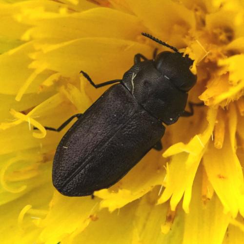 Réf. 260 069 : Anthaxia sp.